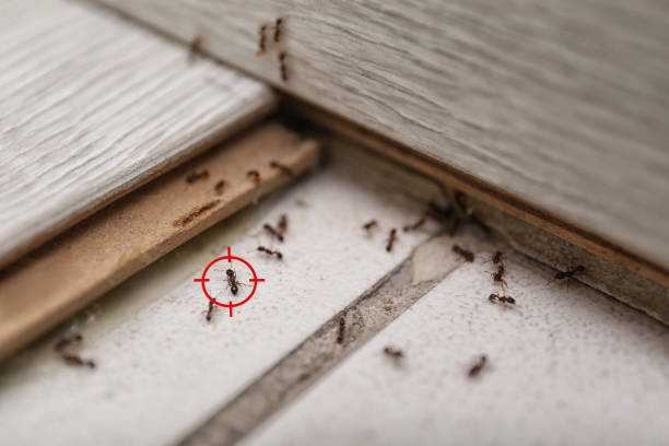 Best Termite Control Services  in Indian Lake, TX