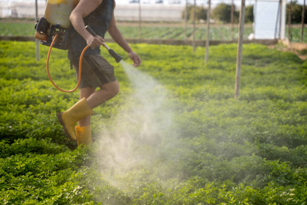 Best Affordable Pest Control Services  in Indian Lake, TX