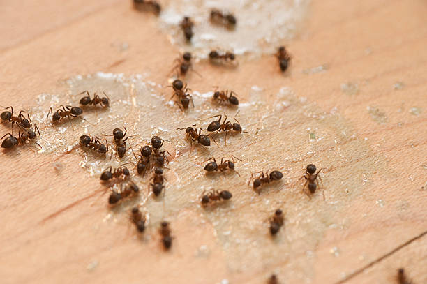Best Best Pest Control Companies  in Indian Lake, TX
